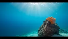 Dive Deeper: Uncovering Jaco's Underwater Secrets (No, Seriously, There Are Sharks)