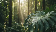 Beyond the Beach: Jacó's Secret Eco-Adventure Trails & Wildlife Wonders