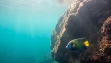 Jaco Snorkeling Tours: Your Local's Guide to Underwater Wonders (No Wetsuit Required!)