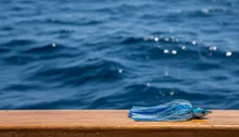 Hook, Line & Sinker: Your Insider Guide to Jaco Costa Rica Fishing Charters