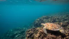 Underwater Wildlife of Jaco: Your Guide to Costa Rica's Pacific Marine Life