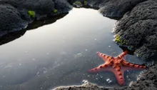 Beyond the Breakers: Discovering Jaco Beach's Wild Marine Life