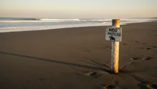 Beyond the Beach: Jaco's Wildlife Conservation Projects (and How You Can Join the Mission)