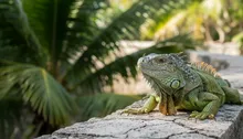 Scales, Tales & Croc Smiles: Your Ultimate Guide to Reptile Encounters in Jaco