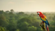 Jaco's Wild Side: Unearthing Biodiversity Hotspots Beyond the Beach Break